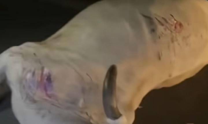 Carro colide com animais soltos e fica destruído na MA-211