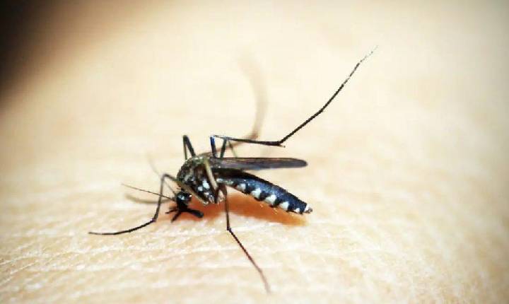 MA já registrou quase 5 mil casos de dengue em 2025