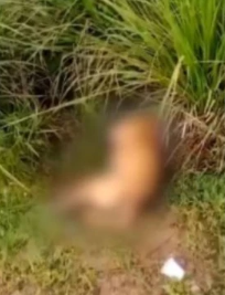 Cachorro é baleado e abandonado em beira de estrada no Maranhão
