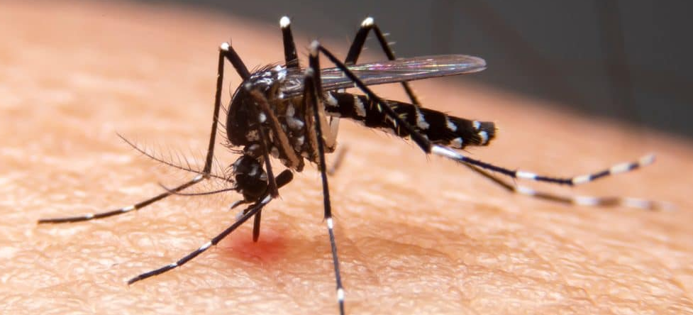 Casos de dengue, zika e chikungunya crescem 76% no Maranhão no 1º trimestre de 2022