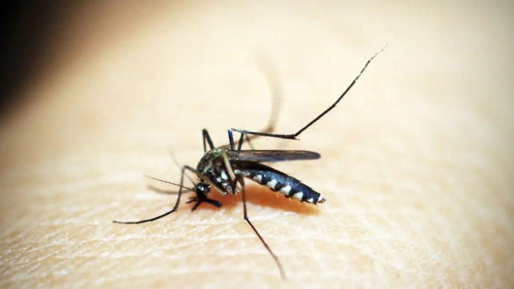 MA já registrou quase 5 mil casos de dengue em 2025