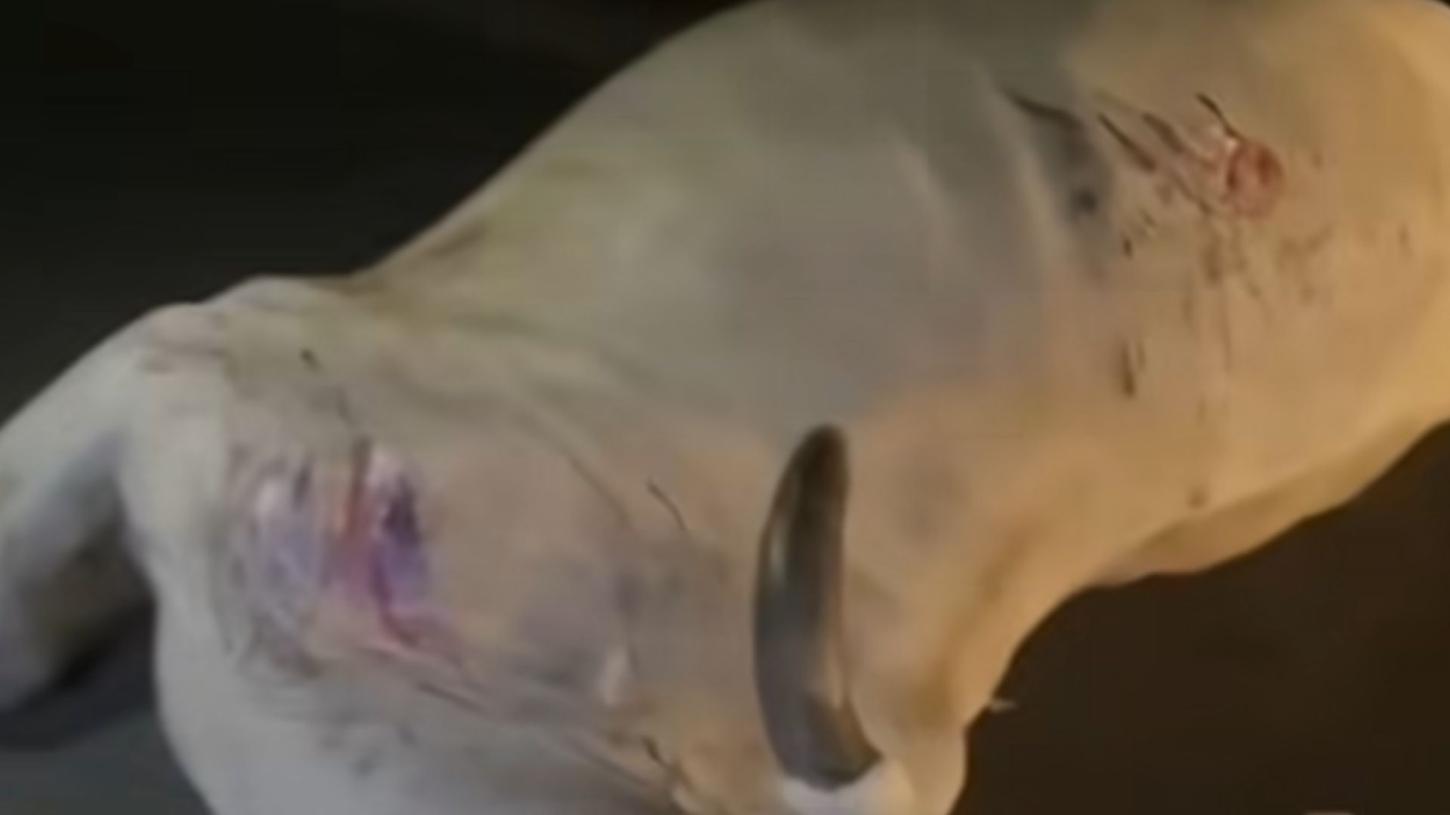 Carro colide com animais soltos e fica destruído na MA-211
